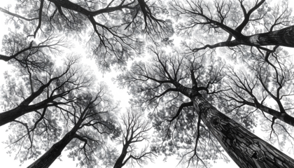 An upward view of bare tree branches against a monochrome sky