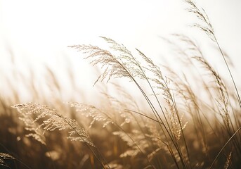 Golden grasses in soft light