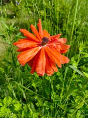  Red poppy grows in the garden, a beautiful flower.