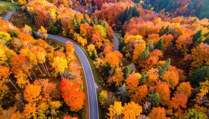 Aerial View of a Winding Road Through a Vibrant Autumn Forest.