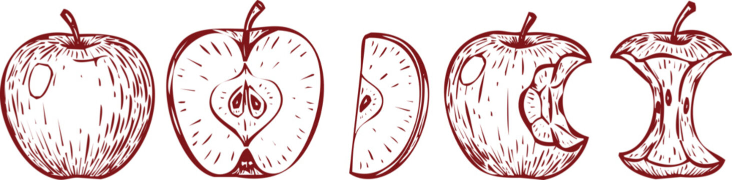 Red Apple Progression Illustration Whole Half Bitten and Core fruit food