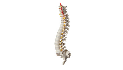 Obraz premium 3D render of human spine, showing vertebrae, spinal cord, and sacrum
