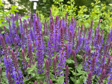 Salvia nemorosa Caradonna blooming with purple and blue flowers in a garden