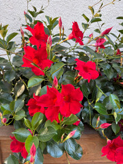 Mandevilla sanderi red flowers close up. Ornamental climbing garden plant