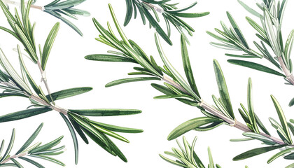 Fototapeta premium Watercolor illustration of rosemary sprigs, green on a black background