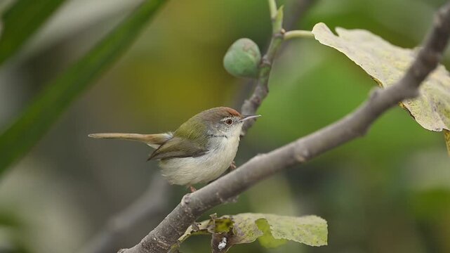 A dynamic wildlife shot of a Common Tailorbird (Orthotomus sutorius) as it hops from one branch to another in a large fruiting fig tree.