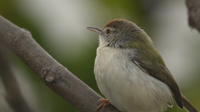 A stunning macro close-up of a Common Tailorbird (Orthotomus sutorius), capturing every fine detail of its feathers and sharp, dark eye.