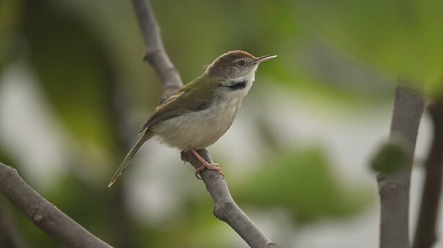 A sharp, high-resolution close-up of a Common Tailorbird (Orthotomus sutorius) singing with its beak wide open while perched on a garden twig.