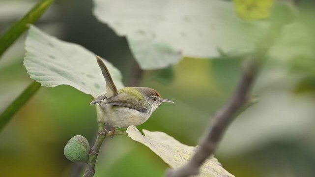 A high-speed action shot of a Common Tailorbird (Orthotomus sutorius) as it launches itself from a thin branch into flight.