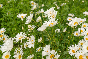 Fototapeta premium Chamomile flower field. White daisies on spring meadow, wild camomiles in english garden