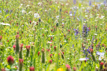 Wild flowers field. Wild flowers on spring meadow with blue flax, crimson clover, red poppy