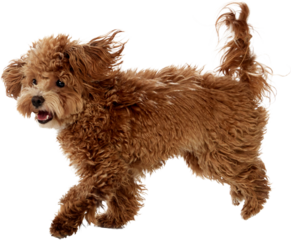 Playful poodle dog standing in warm brown tones. Concept of positive branding, pet product advertising, family marketing, lifestyle promotion, social media content. Transparent background