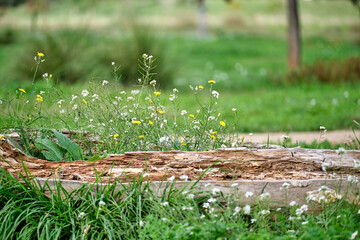 Lively flowers and plants grow on a log in a green field during a sunny day