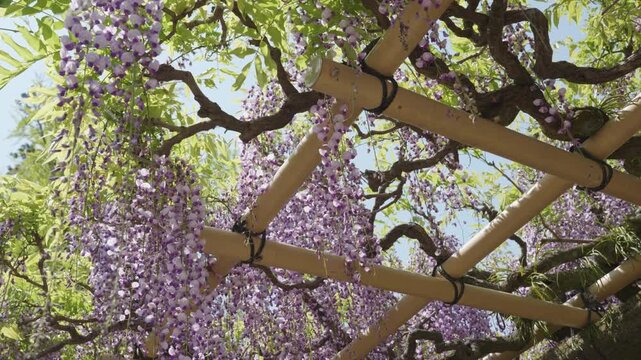 Wisteria flower in bloom on a tree on a sunny day.