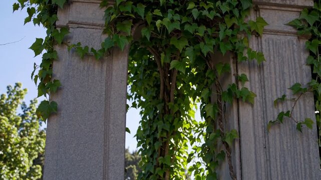 stone column wrapped in ivy, sunlight filtering through green leaves closeup of weathered masonry and climbing vines hugging granite pillars, summer park backdrop, tranquil outdoor atmosphere,