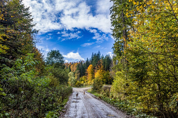 Landscapes, Forest, Carpathians, Photos of nature - Europe, Eastern Europe