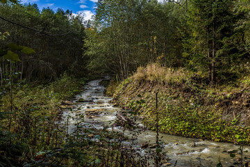 Fototapeta premium Landscapes, Forest, Carpathians, Photos of nature - Europe, Eastern Europe