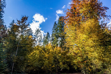 Obraz premium Landscapes, Forest, Carpathians, Photos of nature - Europe, Eastern Europe