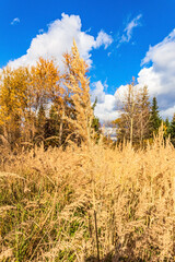 Landscapes, Forest, Carpathians, Photos of nature - Europe, Eastern Europe