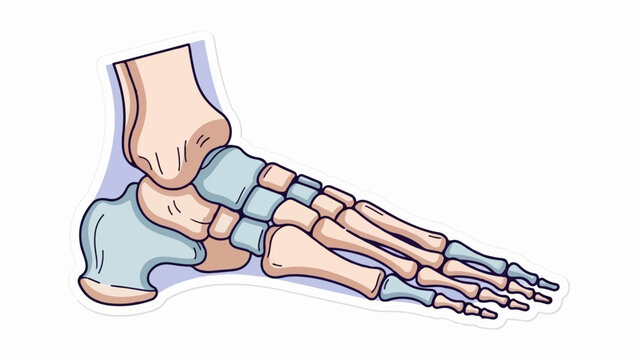 Stylized illustration of the human foot bones, showing ankle, tarsals, metatarsals, and phalanges