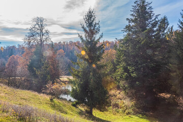 Landscapes, Forest, Carpathians, Photos of nature - Europe, Eastern Europe