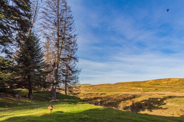 Landscapes, Forest, Carpathians, Photos of nature - Europe, Eastern Europe