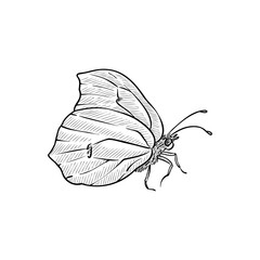 vector vintage drawing butterfly , cabbage white, insect isolated at white background, natural element, hand drawn illustration