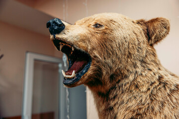 Taxidermy bear with an open mouth, showcasing detailed fur and features. The bear is displayed indoors, emphasizing hunting culture and wildlife preservation.