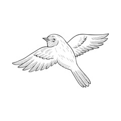 vector vintage style drawing flying bird , hand drawn illustration, isolated nature design element