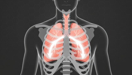 A human lungs and airflow pathway diagram explaining breathing process and sleep apnea education concept