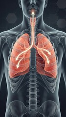 The transparent torso with lungs and inhale arrows for breathing education and sleep apnea awareness