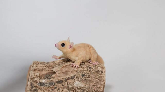 Sugar glider eating mealworm on log in studio