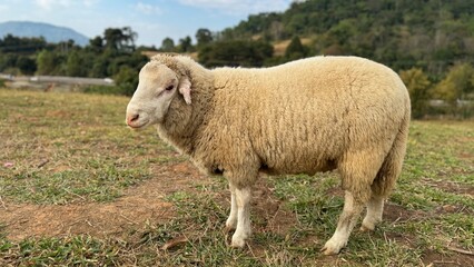 Fototapeta premium Sheep walking around in the lowlands