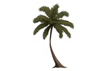 Palm tree with green fronds and a curved trunk, representing tropical getaway, vacation, and nature on transparent background
