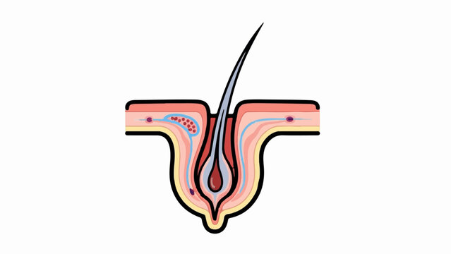 Stylized cross-section of a human hair follicle and epidermis