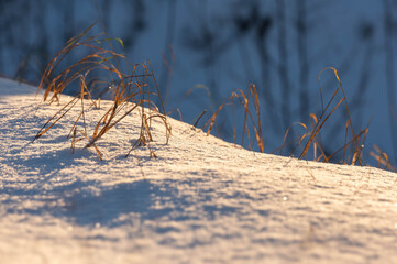 grass in the snow in winter