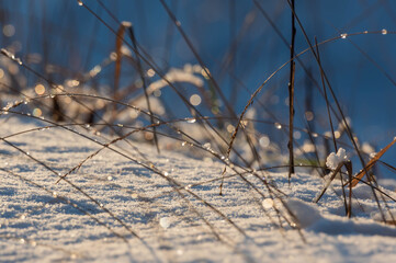 grass in the snow