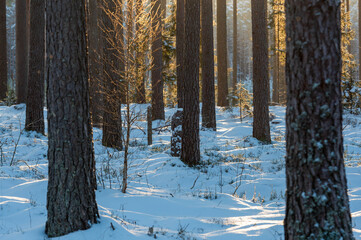 winter forest in winter