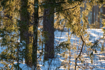winter in the forest