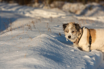 dog in snow