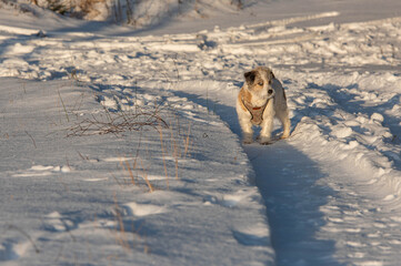 dog in snow