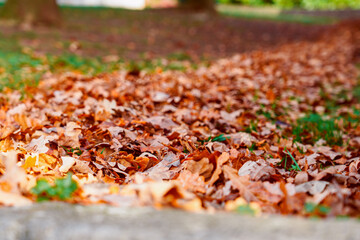 Colorful fallen leaves on trees in an autumn park close up