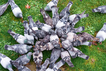 Group of urban pigeons feeding together on green grass. Birds in city park environment