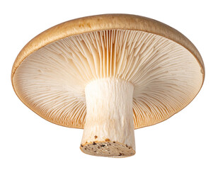 Arboreal Mushroom with Detailed Cap and Stem, Isolated on Transparent Background