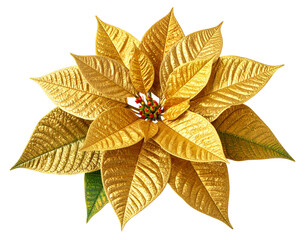 Golden Poinsettia Flower, Isolated on Transparent Background
