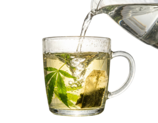 Green Hemp Leaf Tea Infusion in Clear Mug, Natural Light, Transparent Background