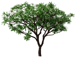 Front view of Plumeria tree or frangipani tree with white flowers isolated. Ancient plumeria tree