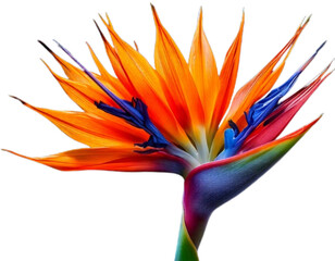 Bird of Paradise Flower in Full Bloom, Horizontal Composition, Isolated on Transparent Background