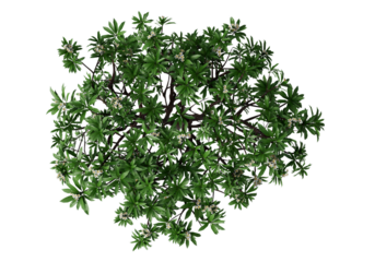 Top view of Plumeria tree or frangipani tree with white flowers isolated. Ancient plumeria tree