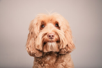 Close-up portrait of a miniature labradoodle in front of a grey background